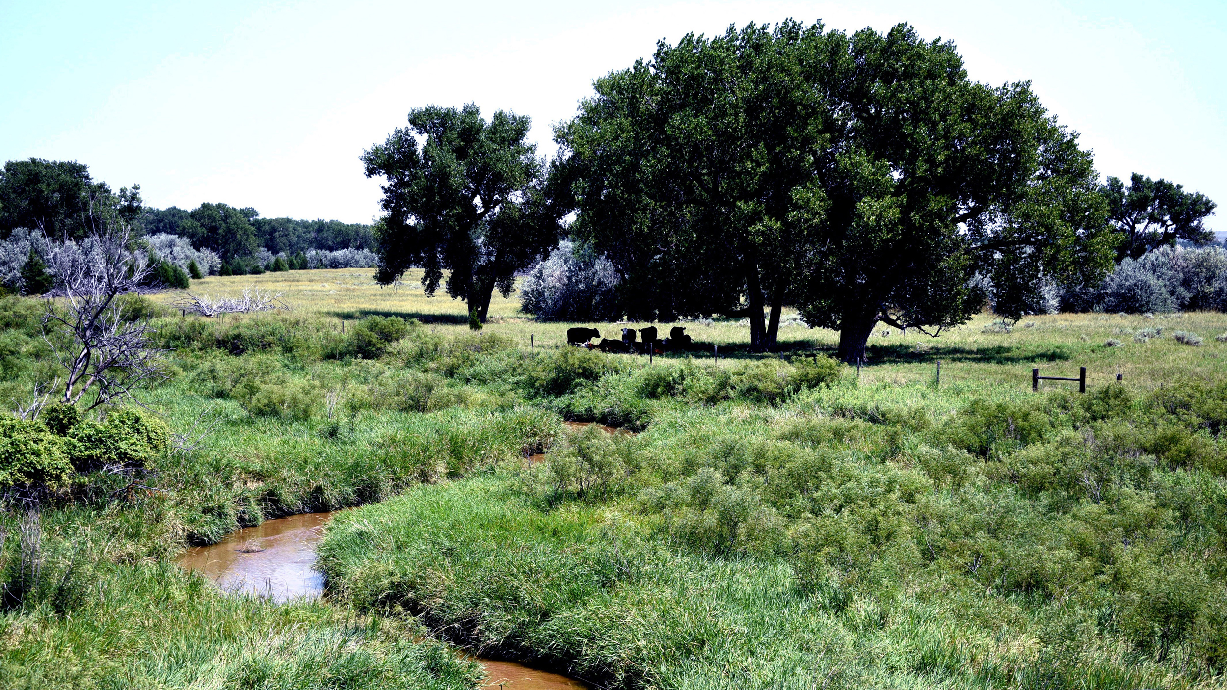 Cattle find shade on a hot summer afternoon near the Republican River, just south of the county seat of Benkelman, Neb. Credit: Sonya Doctorian/Inside Climate News