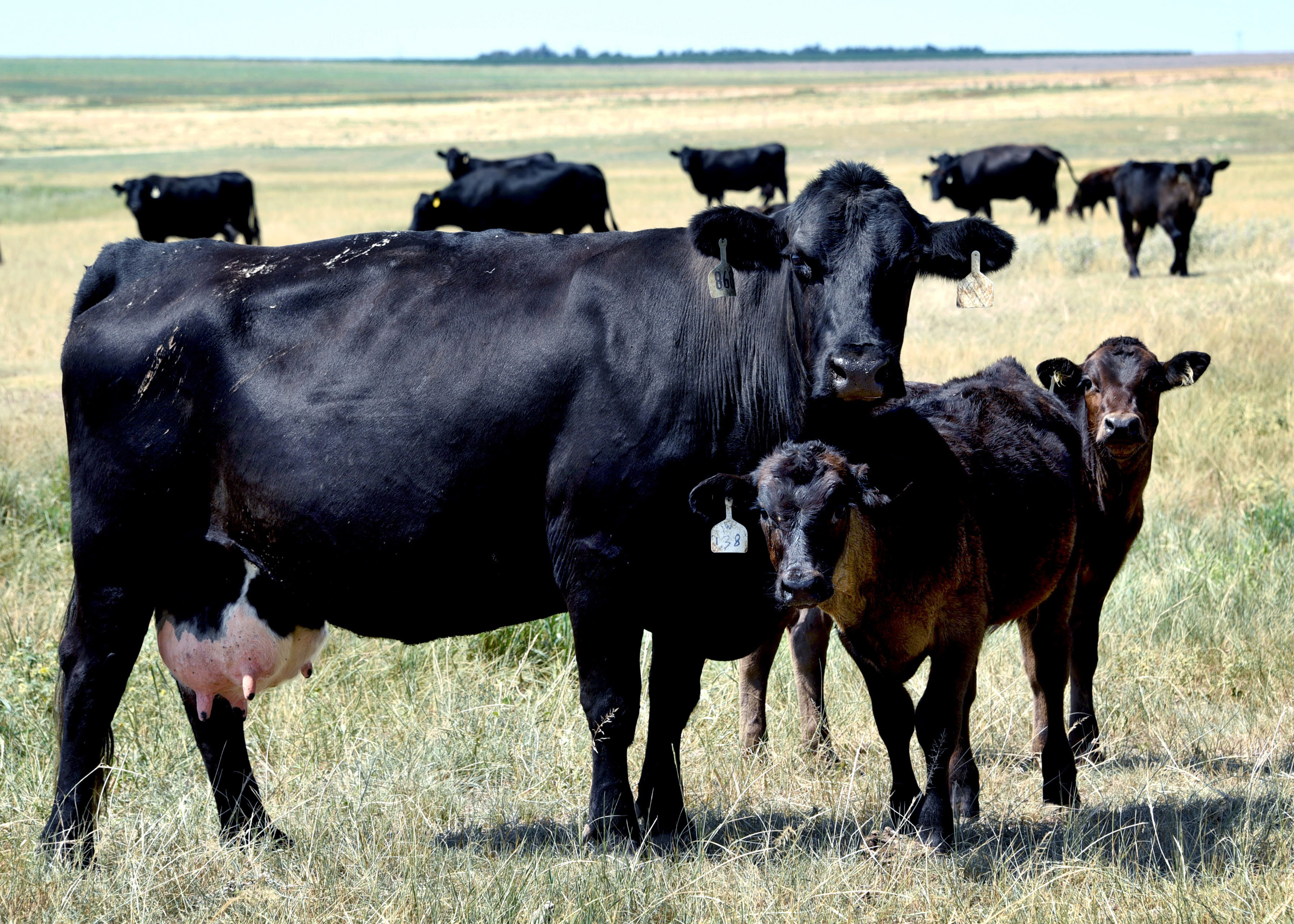 The herd of 2,300 cows grazes on the Callicrate ranch's native grass, run by Mike Callicrate and his son, Teegan Callicrate. Credit: Sonya Doctorian/Inside Climate News