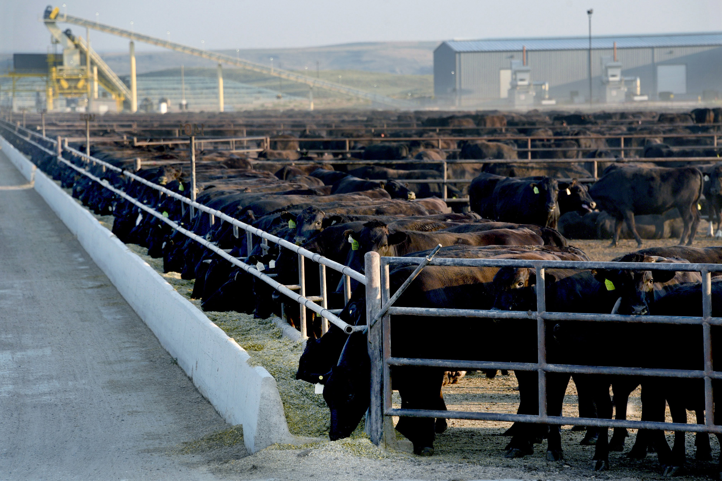 A confinement lot at Blackshirt Feeders. Credit: Sonya Doctorian/Inside Climate News
