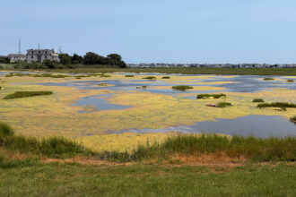 At The Wetlands Institute’s Scotch Bonnet Island enhancement project, marsh vegetation is giving way to open water in areas that cannot keep pace with rising sea levels. Credit: Madeline Shaw/Inside Climate News