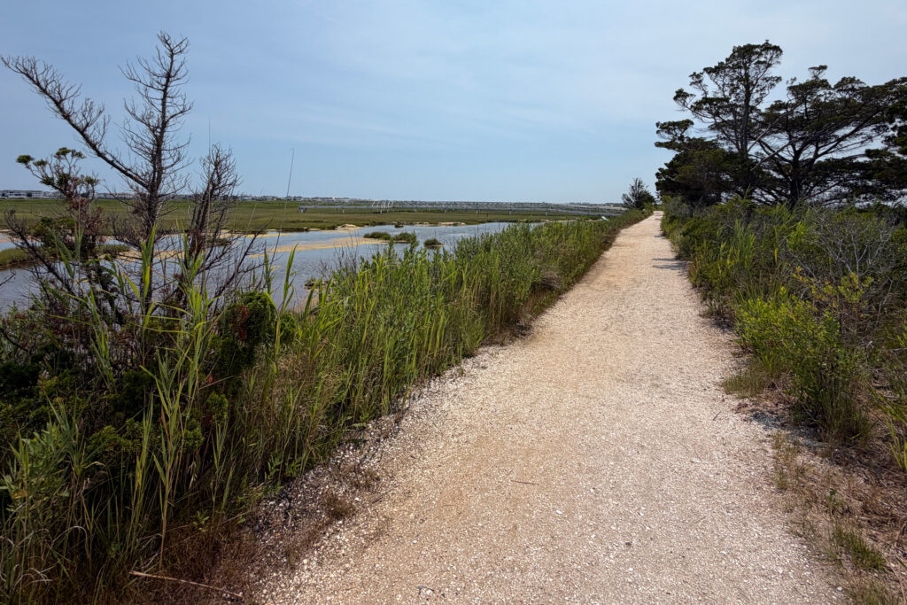 The salt marsh trail used to flood twice a year, but sea level rise now floods this area nearly 70 times annually. Credit: Madeline Shaw/Inside Climate News