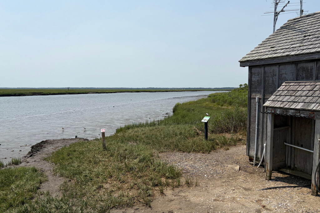 A navigation channel near the marsh allows scientists to access other parts of the wetlands by boat. Credit: Madeline Shaw/Inside Climate News