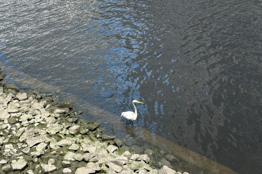 An egret wades into the Gowanus Canal looking for fish swimming close to the surface. Credit:Lauren Dalban/Inside Climate News