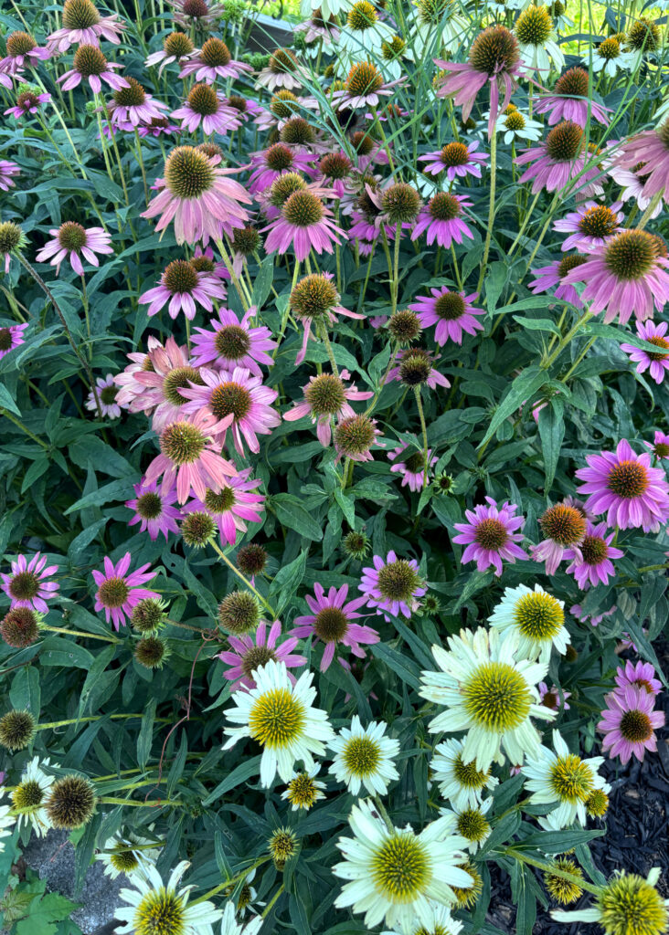 Flowers and organic produce grow in the Tioga-Hope Park and Garden in North Philadelphia. Credit: Nina Sablan/Inside Climate News