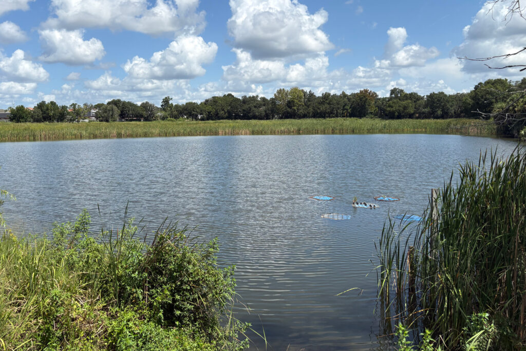 Aarans Pond is part of a network of such artificial waterbodies across the region where stormwater collects before cascading through a series of culverts and weirs, eventually flowing into the Hillsborough River and Tampa Bay. Credit: Amy Green/Inside Climate News