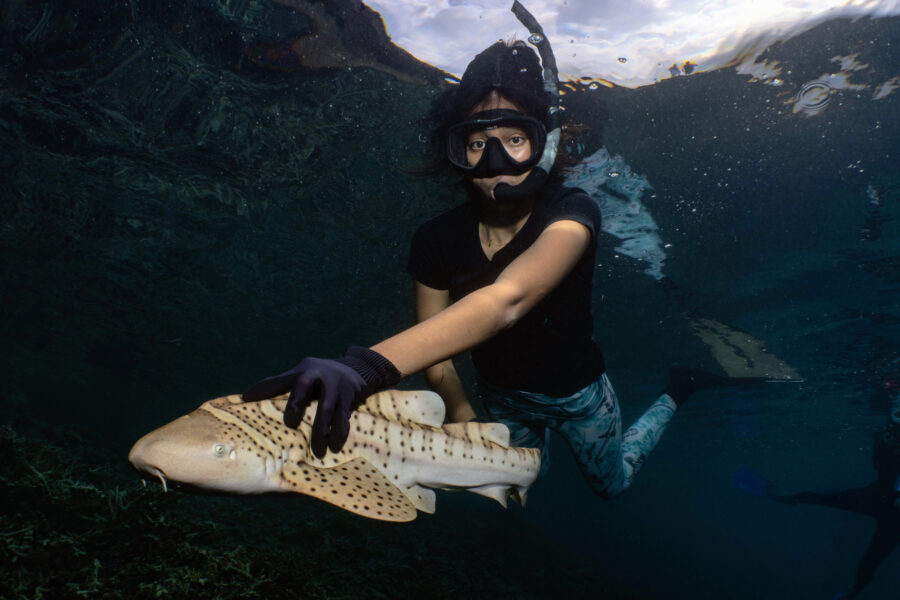Marguerite the zebra shark is released into Indonesian waters. Credit: Mark Erdmann/ReShark