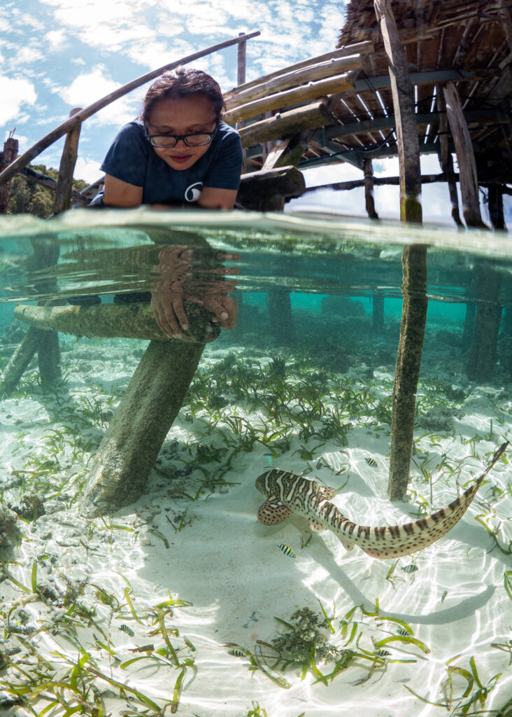 Aquarist Maryrose Tapilatu watches Marshal the zebra shark swimming below. Credit: Nathaniel Soon/ReShark