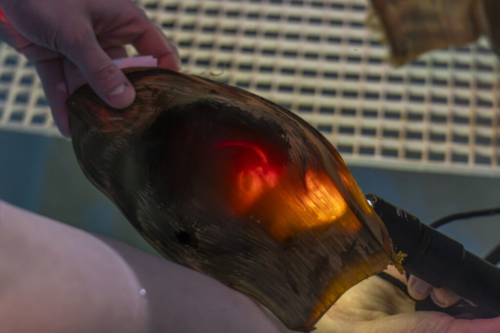 Shark eggs are inspected with a torch in a process known as “candling”. Credit: Rachel Mittelstaedt/Shedd Aquarium