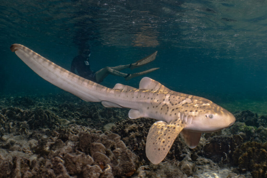 A released zebra shark in the Raja Ampat marine protected area of Indonesia. Credit: Mark Erdmann/ReShark
