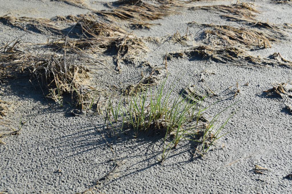 Adding sediment killed the existing marsh vegetation during the restoration work, but new growth is starting to appear. Credit: The Wetlands Institute