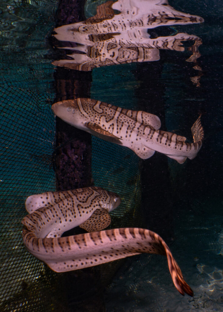 Zebra sharks are held in the sea pen for up to a year before being released. Credit: Mark Erdmann/ReShark