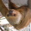 A sloth named Willow was one of five transferred from Sloth World to the Central Florida Zoo that later died. Credit: Central Florida Zoo & Botanical Gardens