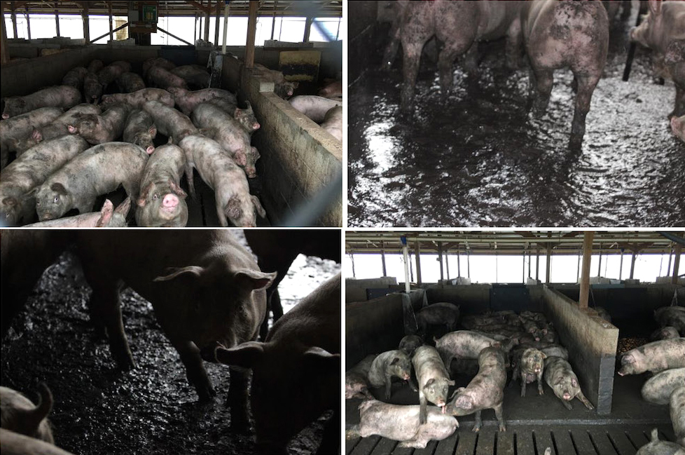 At swine CAFOs, the hogs are crammed in barns and stand in their own waste. Farmers flush the feces and urine into open-air lagoons, then spray it on fields as fertilizer. Credit: Federal court exhibits from nuisance lawsuits, 2018