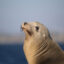 A Steller sea lion rests on a rock in Alaska. Credit: NOAA