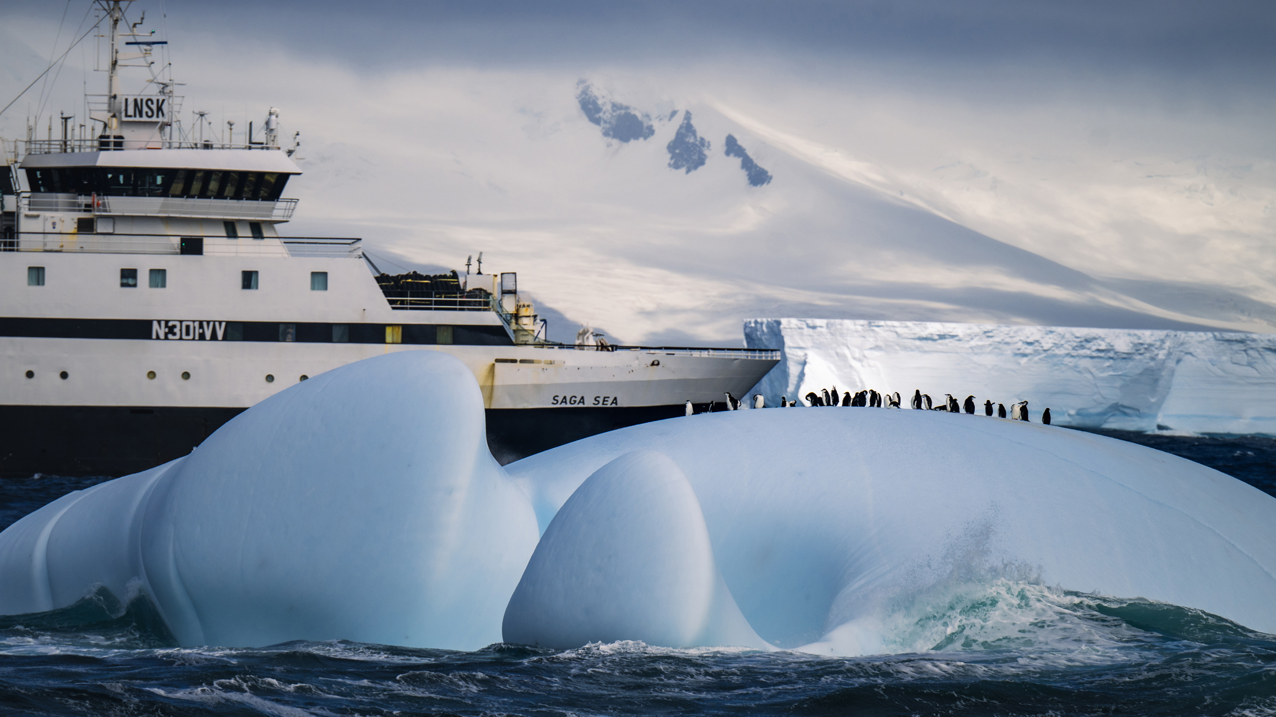 Whales, penguins, seals and seabirds all feed on Antarctic krill. But warmer temperatures are melting the icy habitat the tiny crustaceans need to survive. Credit: Sea Shepherd