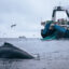 In the South Orkney Islands, a legal fishing industry targets swarms of krill where whales also feed on masses of the tiny crustaceans. Credit: Sea Shepherd