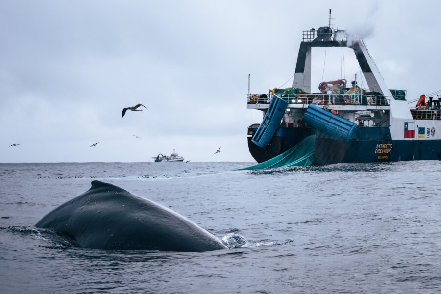 In the South Orkney Islands, a legal fishing industry targets swarms of krill where whales also feed on masses of the tiny crustaceans. Credit: Sea Shepherd