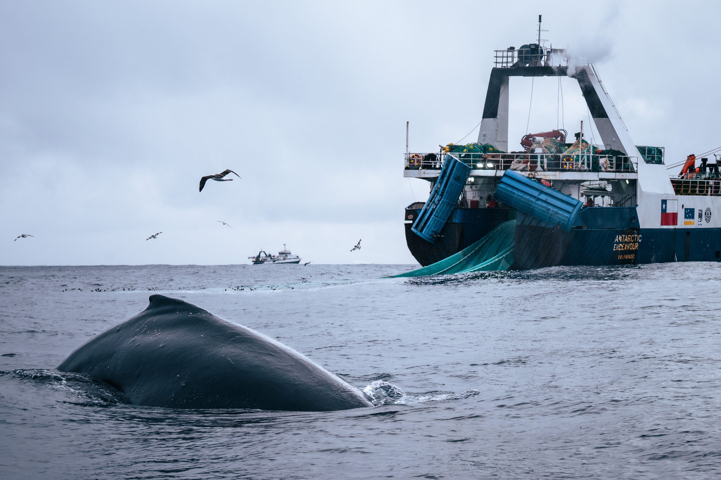 In the South Orkney Islands, a legal fishing industry targets swarms of krill where whales also feed on masses of the tiny crustaceans. Credit: Sea Shepherd