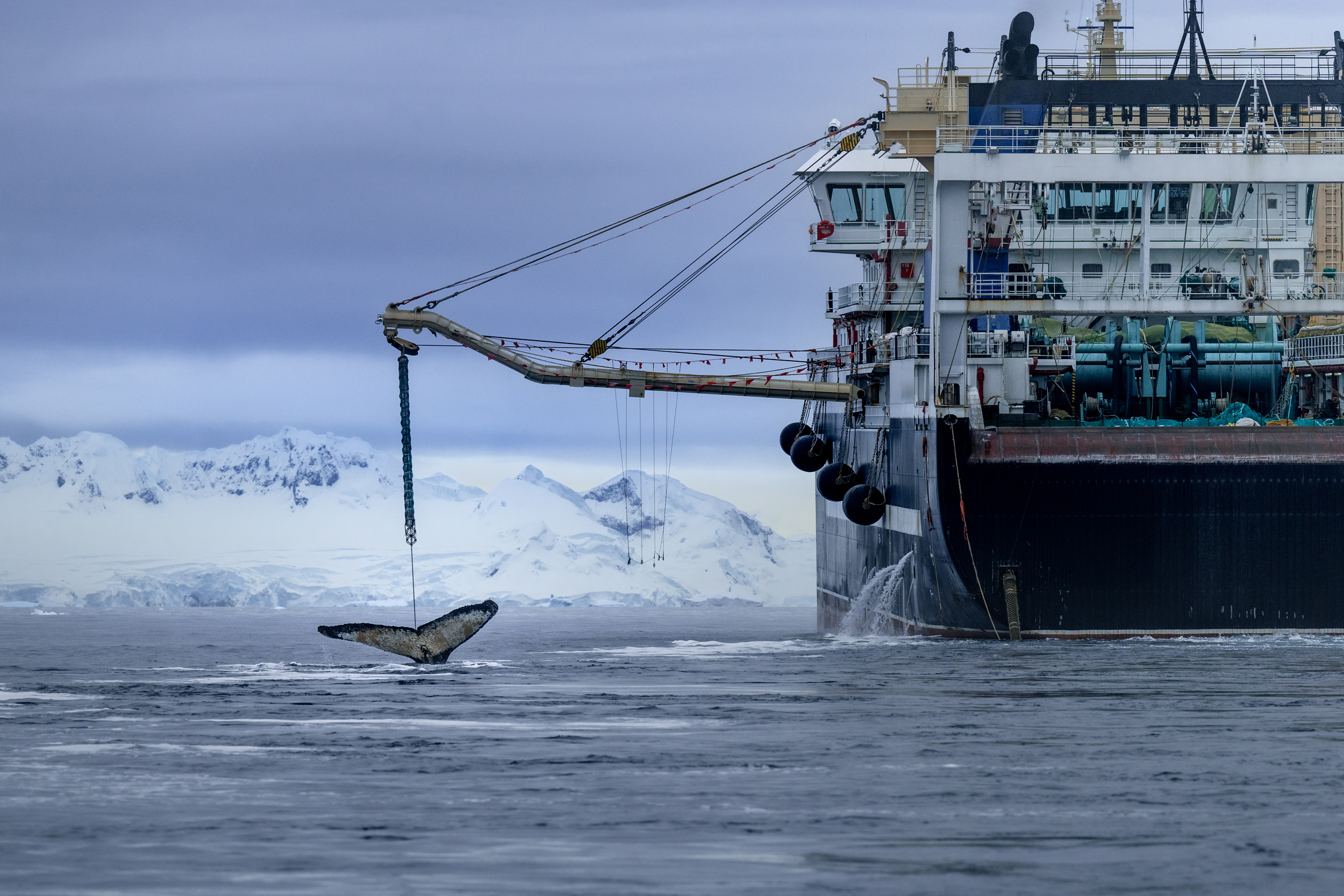 Some scientists worry that concentrated krill fishing in whale feeding grounds could leave whales with less food. Credit: Sea Shepherd