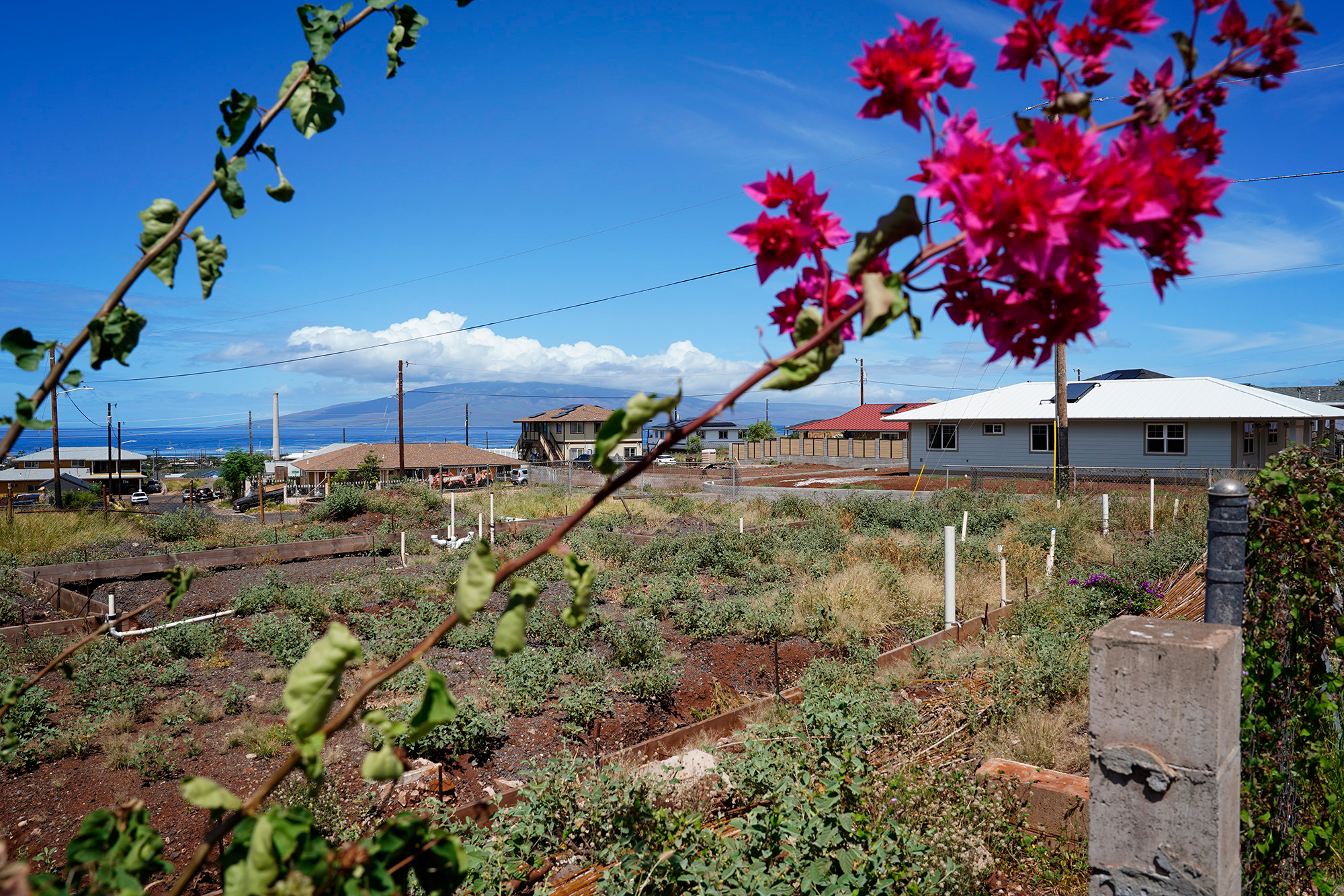 Raquel Utrillo’s family land in Lahaina on July 1. Credit: Kevin Fujii/Civil Beat