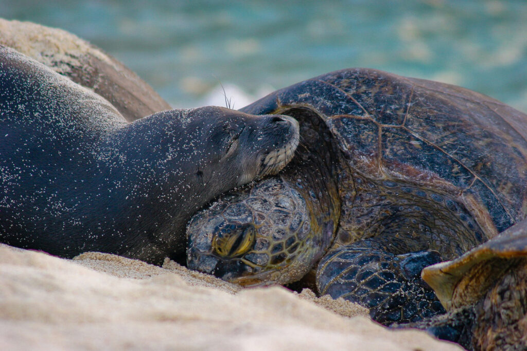 A monk seal and sea turtle lay on the beach at Papahānaumokuākea Marine National Monument. Credit: Mark Sullivan/NOAA