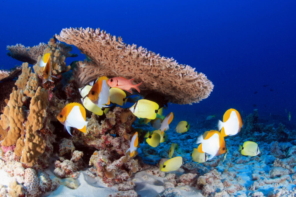 NOAA Fisheries Takes A ‘Sharp Turn Away From Science’