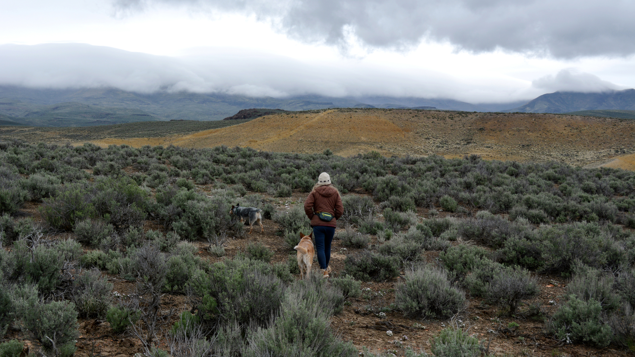 Katie Fite walks towards a hill filled with rare wildflowers found within the Jindalee’s McDermitt Lithium project  drilling area on May 4, 2025. Credit: Wyatt Myskow/Inside Climate News