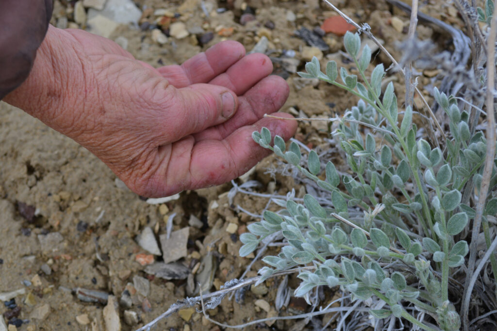 Katie Fite inspects the leaves of a sagebrush at the site of Jindalee’s exploratory drilling area. Credit: Wyatt Myskow/Inside Climate News