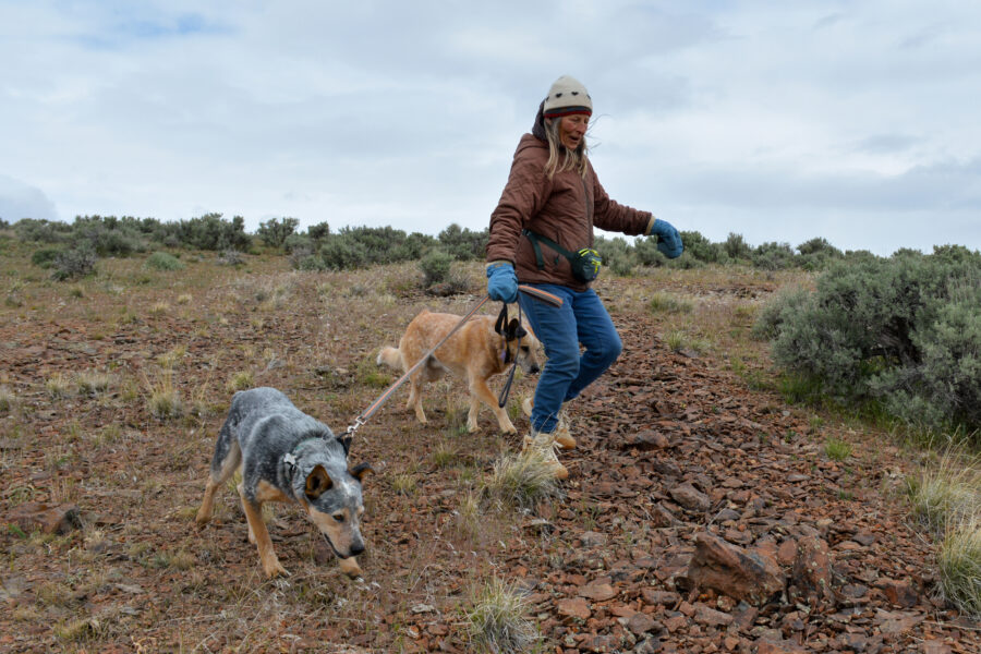 Katie Fite, public lands director for WildLands Defense, walks with her dogs near a lithium project in the McDermitt Caldera area of Oregon on May 4, 2025. Credit: Wyatt Myskow/Inside Climate News