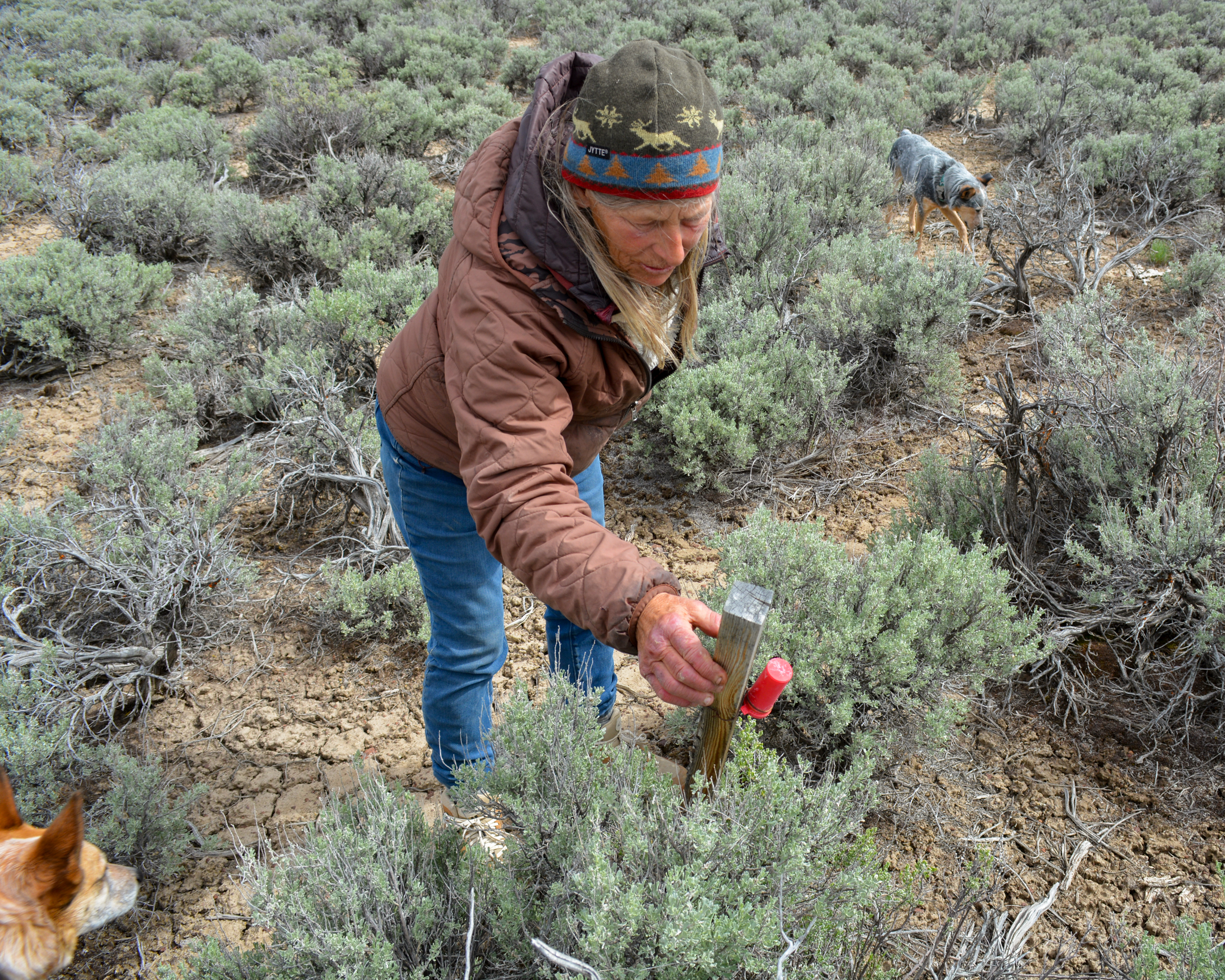 Katie Fite inspects a mining claim in Oregon’s McDermitt Caldera. Credit: Wyatt Myskow/Inside Climate News