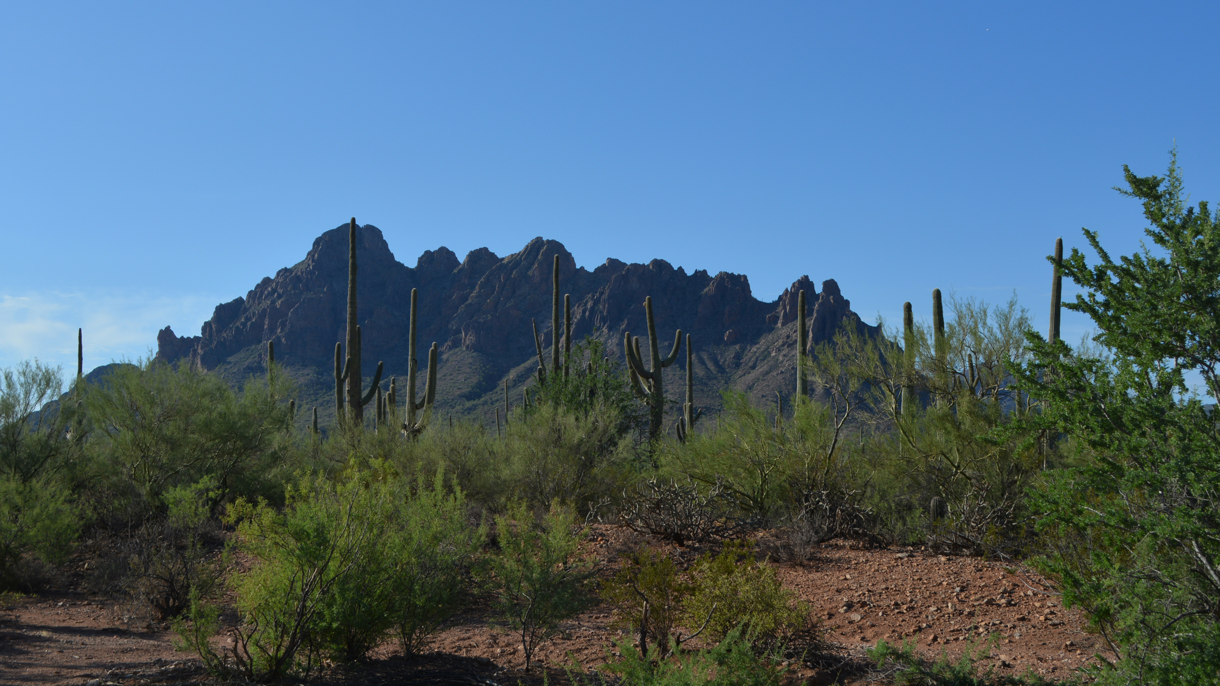 Located just north of Tucson, Ariz., Ironwood Forest National Monument protects 129,000 acres of Sonoran desert habitat, and has been identified by the Trump administration as a monument to potentially be downsized to make way for mining. Credit: Wyatt Myskow/Inside Climate News