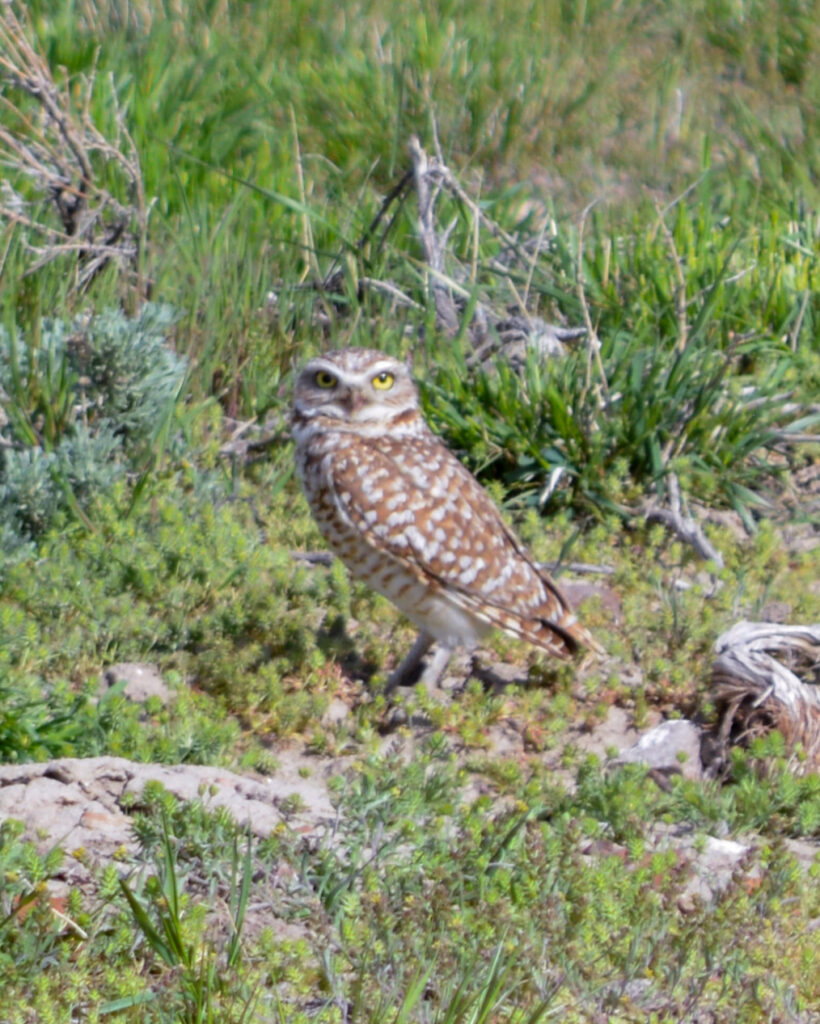 A burrow owl is seen in Oregon’s McDermitt Caldera. Credit: Wyatt Myskow/Inside Climate News