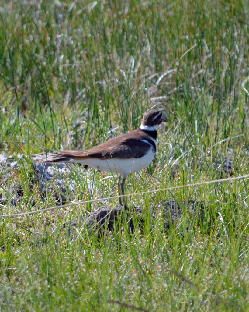 A killdeer, known for laying their eggs directly on the ground, is seen on the Oregon side of the McDermitt Caldera. Credit: Wyatt Myskow/Inside Climate News