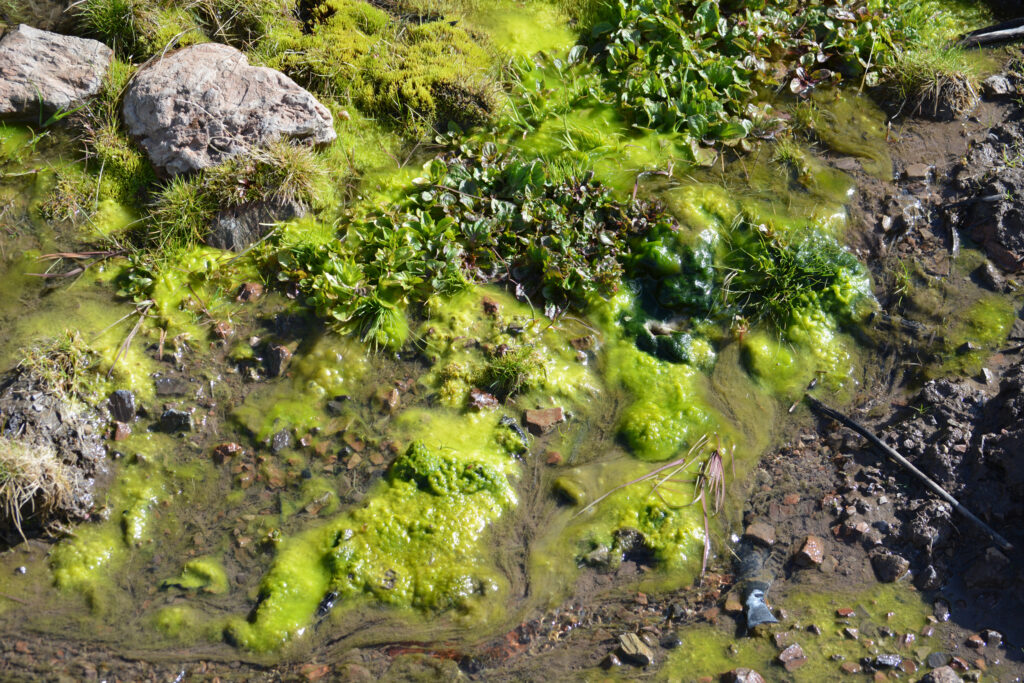 Green algae is seen growing in a stream after recent rain in Oregon’s McDermitt Caldera. Credit: Wyatt Myskow/Inside Climate News