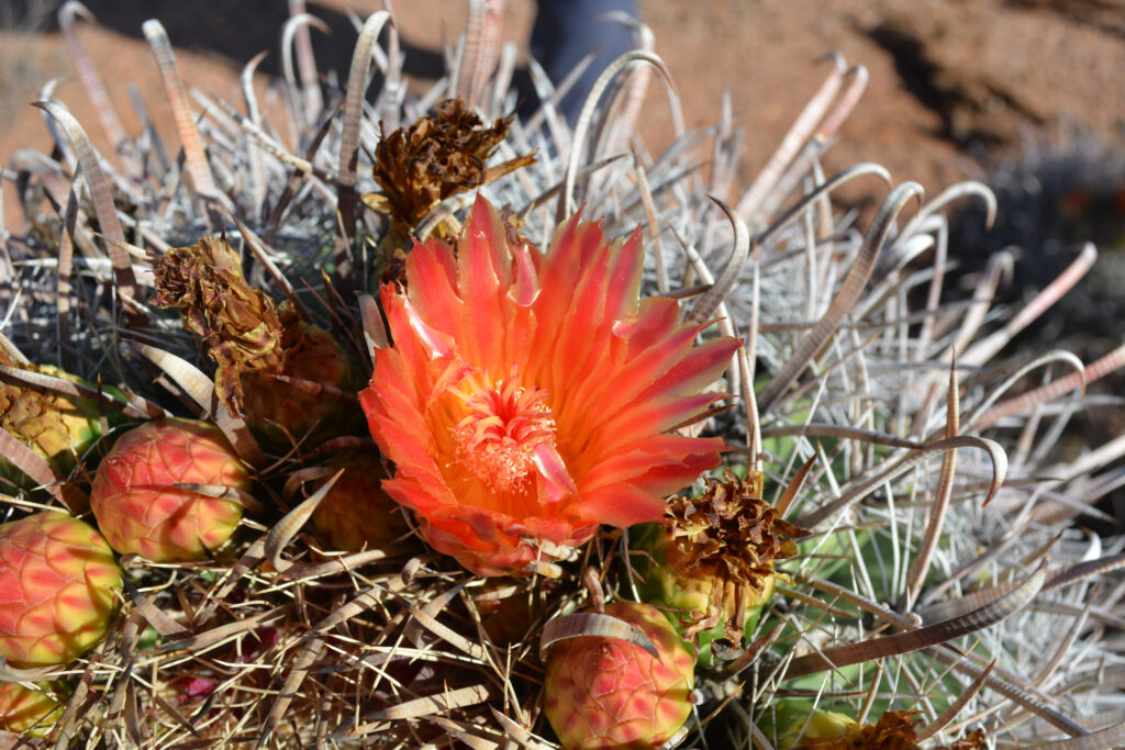 The bloom of a barrel cactus is seen at Ironwood Forest National Monument. Credit: Wyatt Myskow/Inside Climate News