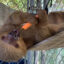 Dolce, one of the surviving sloths from Sloth World, eats a carrot inside her enclosure at Central Florida Zoo. Credit: Central Florida Zoo & Botanical Gardens