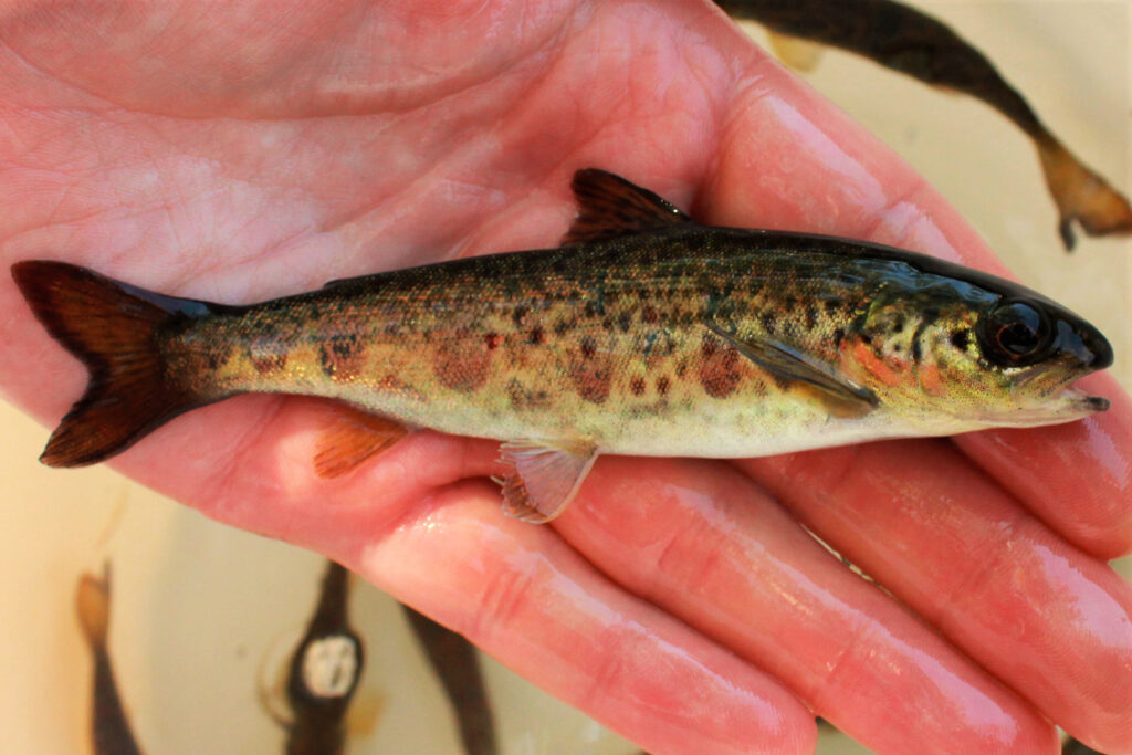 A young Atlantic salmon at a Maine hatchery that breeds the endangered fish to boost wild populations, which currently number less than 2,000 in the state. Credit: Courtesy of Downeast Salmon Federation