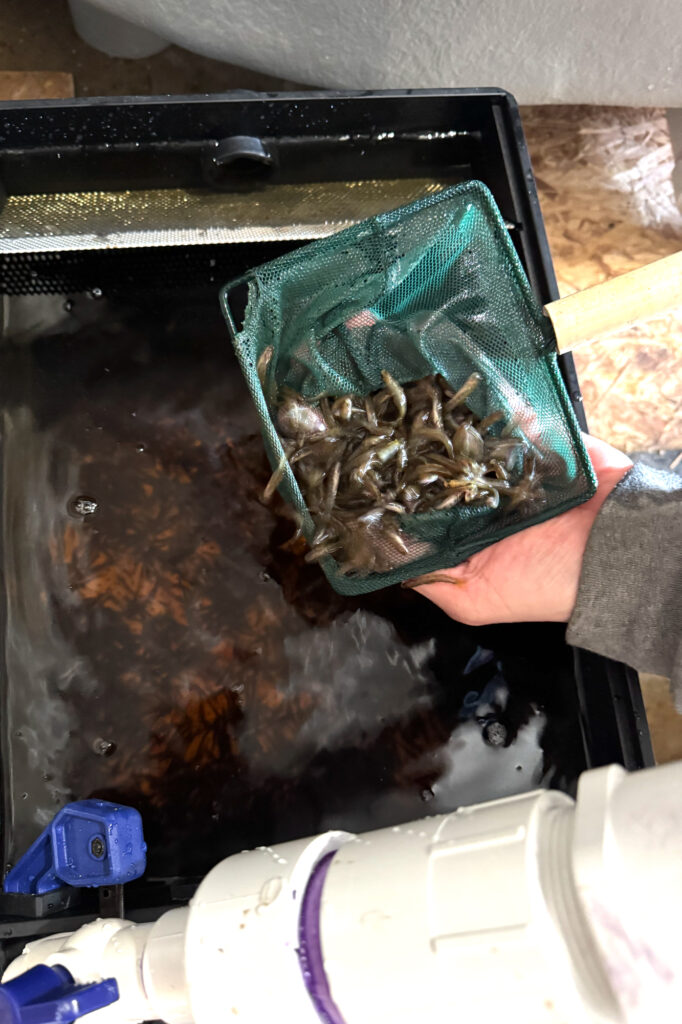 Hatchery-raised wild Atlantic salmon are eventually released into existing populations of the endangered fish, in hopes of boosting their numbers. The Downeast Salmon Federation says nearby salmon farms are a risk to the health and genetic fitness of wild salmon. Credit: Courtesy of Downeast Salmon Federation