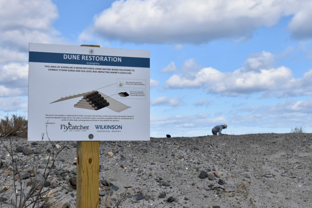 A private dune restoration project near Wells Beach in southern Maine is seen on March 27, 2025. Credit: Emmett Gartner/Inside Climate News