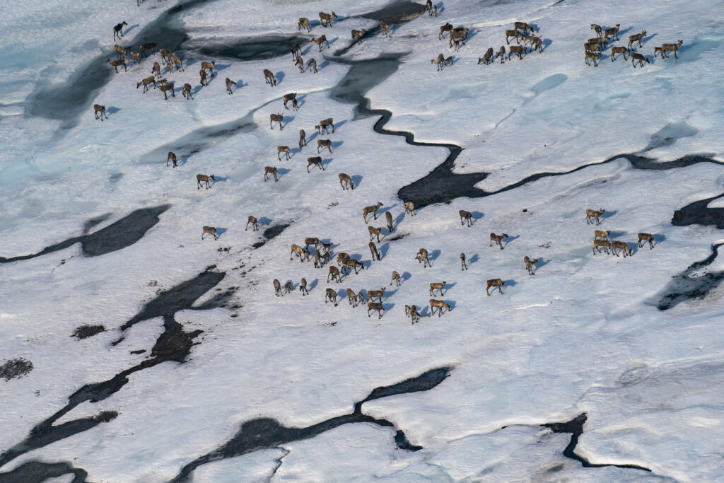 The Trump Administration Wants to Fast-Track Arctic Drilling