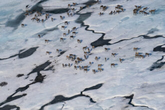 An aerial shot shows many caribou on snow-covered ground.