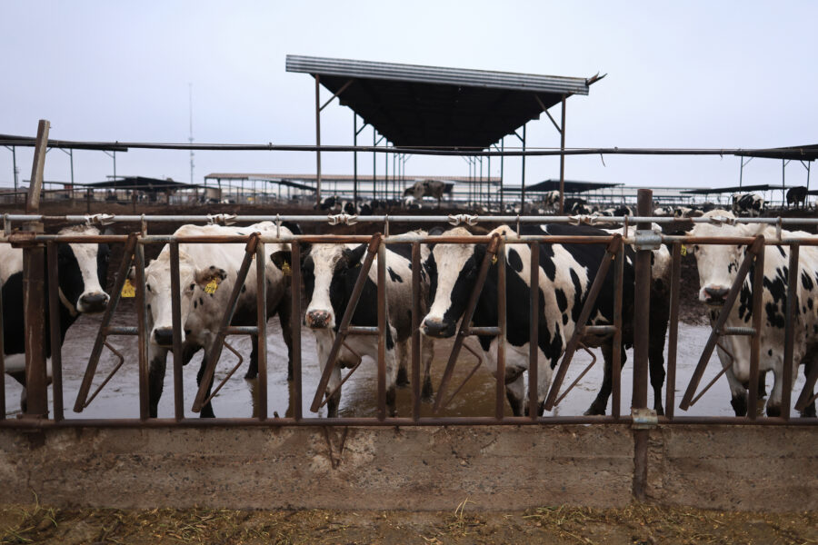 Cattle at a Porterville dairy farm in California’s Central Valley. Credit: David Swanson/AFP via Getty Images
