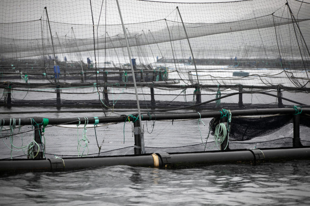 Farmed Salmon May Not Be as Nutritious as It Once Was, New Research Suggests