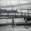 A view of fish cages at a salmon farm in Argyll and Bute, Scotland. Credit: Colin McPherson/Getty Images