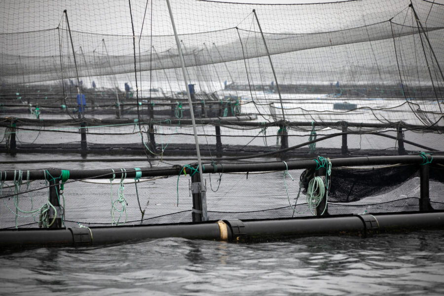A view of fish cages at a salmon farm in Argyll and Bute, Scotland. Credit: Colin McPherson/Getty Images