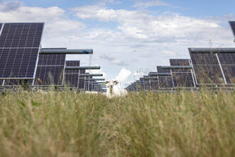 Sheep graze around solar panels in Saltillo, Texas, on May 28. Credit: Angela Piazza/The Dallas Morning News via Getty Images