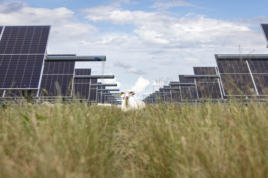 Sheep graze around solar panels in Saltillo, Texas, on May 28. Credit: Angela Piazza/The Dallas Morning News via Getty Images