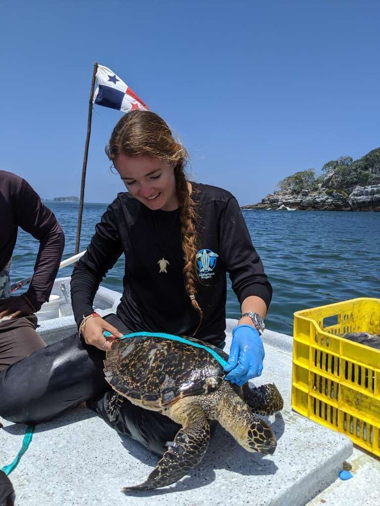 The photo is taken from a boat on the water. Callie Veelenturf is smiling at the turtle she's measuring.