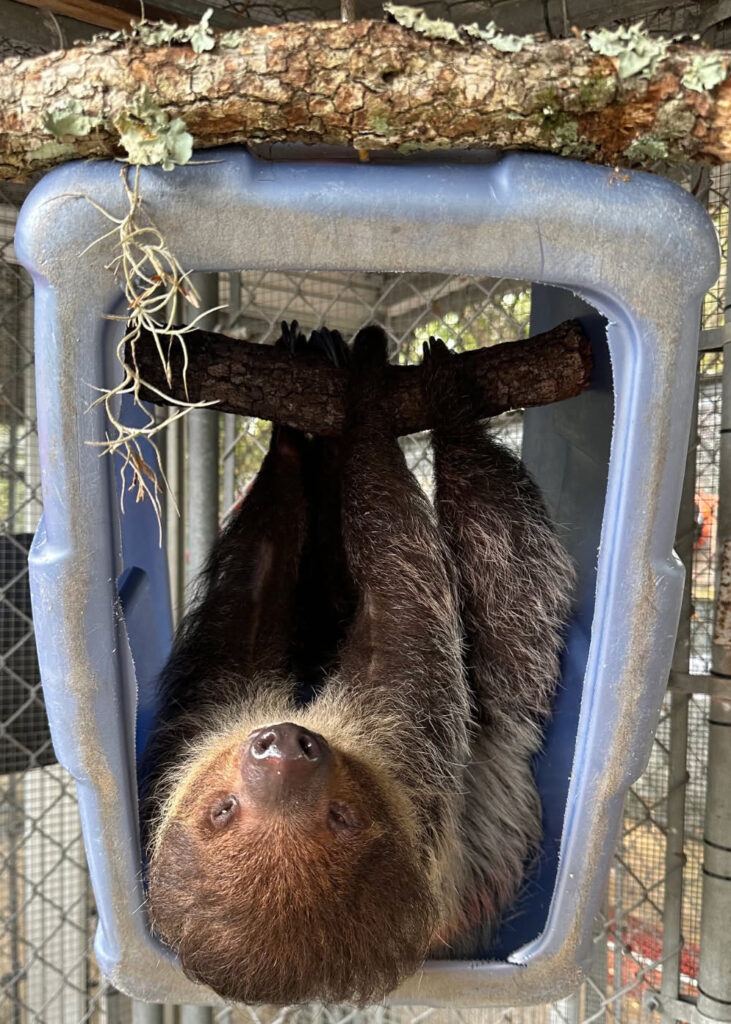 A sloth named Leeloo was one of 13 animals transferred from Sloth World to the Central Florida Zoo. Credit: Central Florida Zoo & Botanical Gardens