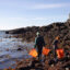 There are around 215 aquaculture operations in Maine, such as this seaweed bed. Credit: Justin Smulski